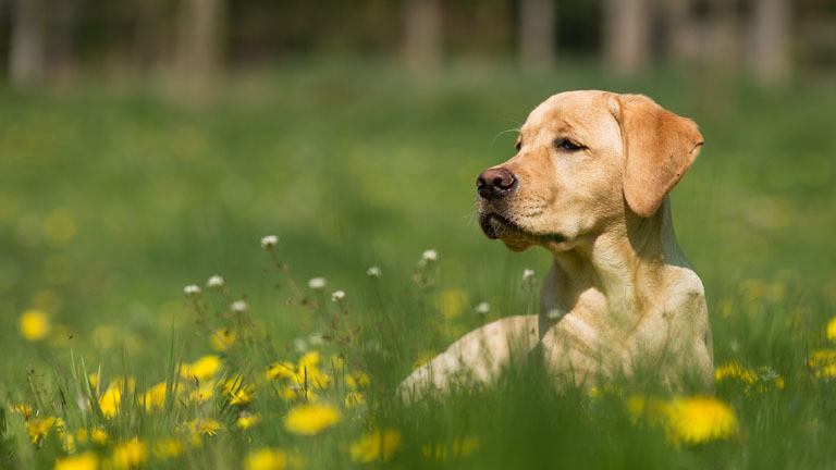 Blonder Labrador auf einer Wiese