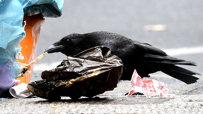 Krähe wühlt im Müll