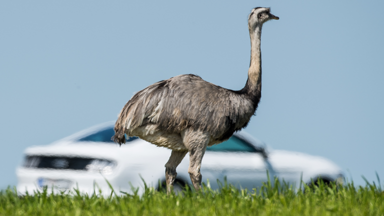 Ein wild lebender Nandu auf einem Feld in Mecklenburg-Vorpommern, dahinter ein Auto