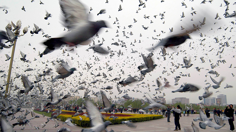 Bei einem Brieftauben-Wettbewerb in der chinesischen Stadt Hebi fliegen viele Tauben über einen Platz.