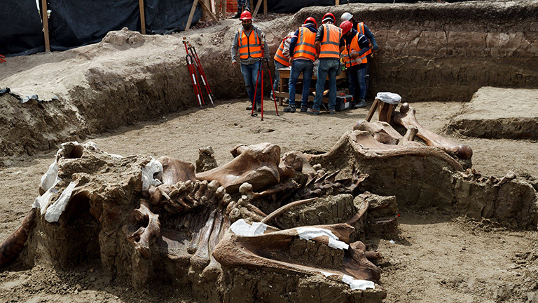 Am Fundort von über 200 Mammut-Skeletten in Mexiko: Vorne im Bild liegen mächtig große Knochen, hinten im Bild stehen Spezialisten mit Helm und Westen bekleidet (27.08.2020)