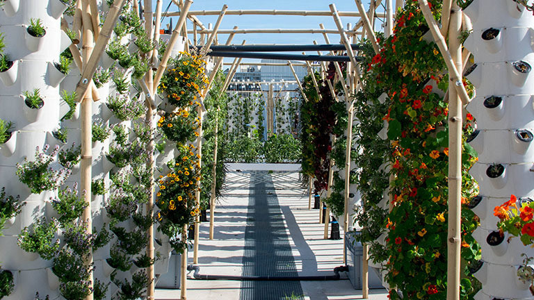Auf einem Dachgarten stehen Reihen weißer Säulen mit Öffnungen, aus denen Pflanzen wachsen. Dieses vertikale Farming gehört zum Projekt NU-Paris (23.06.2020).
