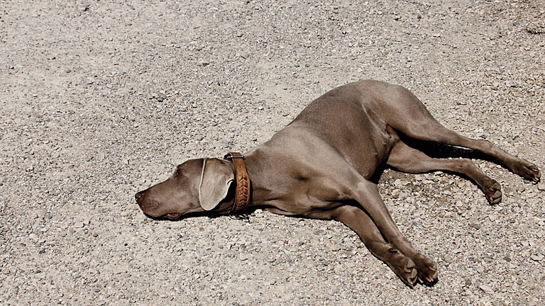 Schlafender Hund liegt auf der Straße
