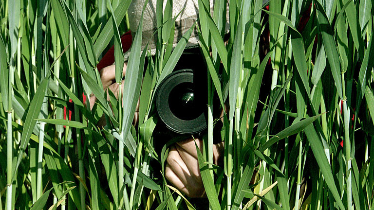 Fotograf versteckt sich hinter Grashalmen, das Objektiv auf den Betrachter gerichtet