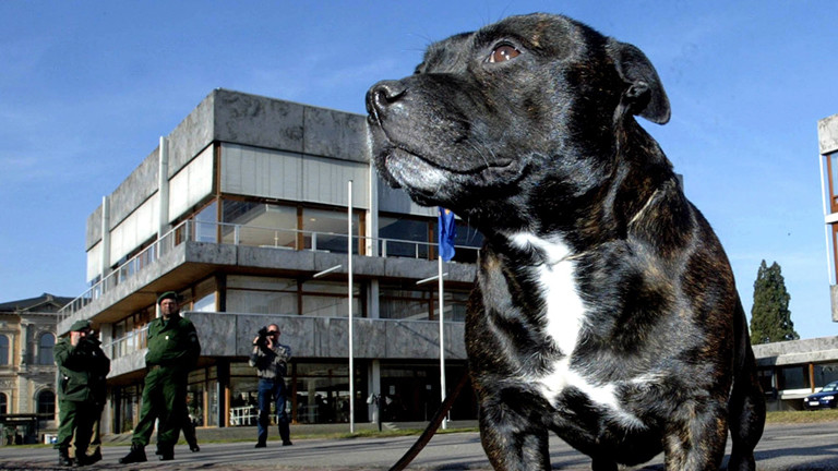 Ein Staffordshire Bullterrier steht unter den wachen Augen der Polizei irgendwo herum