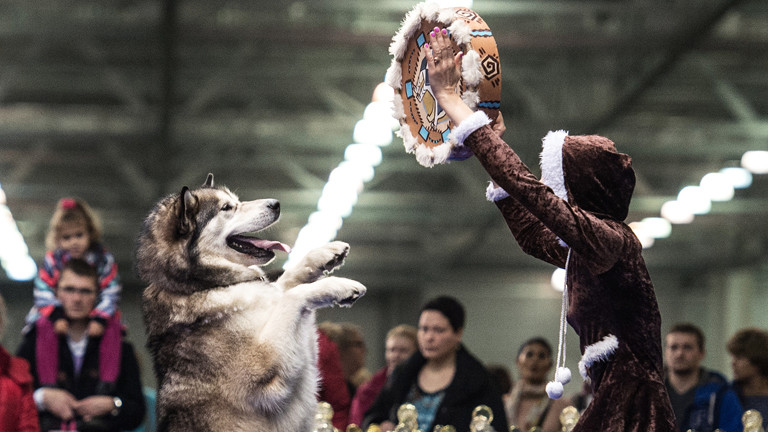 Szene von den internationalen Meisterschaften im Dog Dance in Moskau.