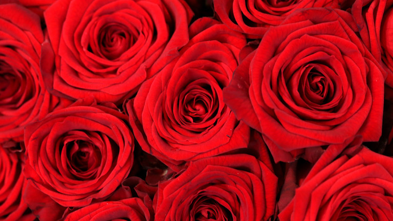 Viele schöne rote Rosen.