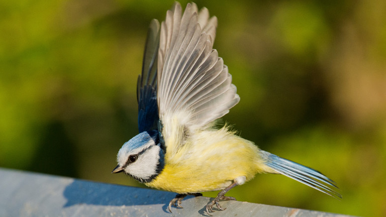 Eine Blaumeise sitzt am 15.04.2015 auf einer Leitplanke an einem Feldweg bei Sehnde in der Region Hannover (Niedersachsen) und schlägt dabei mit den Flügeln (dpa).