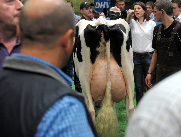 Als Deutschlands schönste Holsteinkuh verlässt "Krista" am Donnerstag (09.06.2011) nach der Siegerehrung während der Deutschen Holstein-Schau 2011 in Oldenburg die Arena.