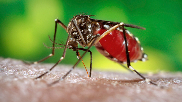 Die Stechmücke Aedes aegypti; Foto: dpa