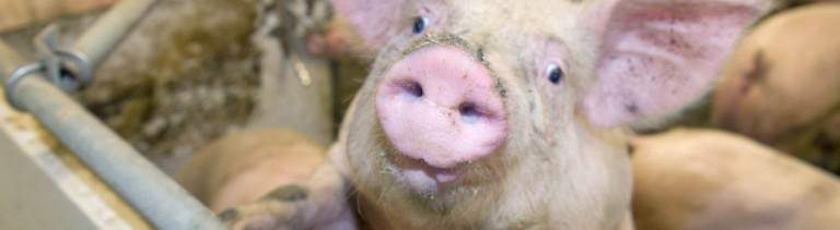 Ein Schwein im Schweinestall.