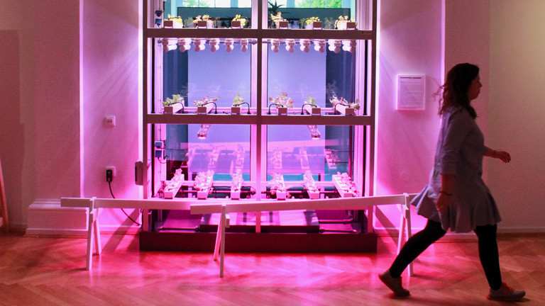 In einem gläsernen Schrank stehen Pflanzen. Es ist eine Indoor-Farm.