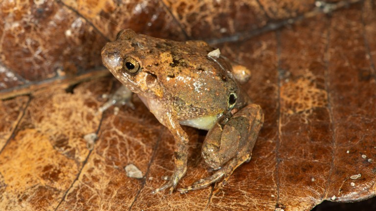 Froschart Rhombophryne ella