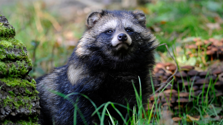 Ein flauschiger Marderhund im Zoo