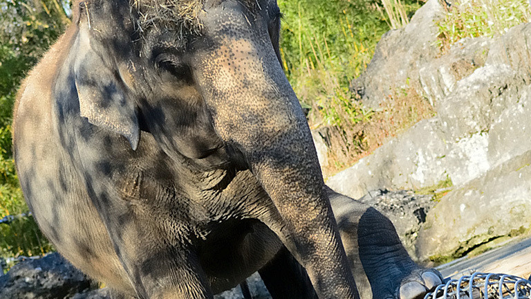 Die Elefantenkuh Steffi im Tierpark Hellabrunn.