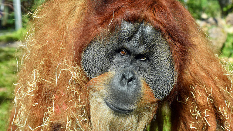 Der Orang-Utan Bruno im Tierpark Hellabrunn.