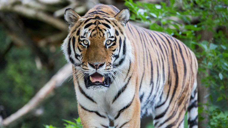 Tiger im Tierpark Hellabrunn.