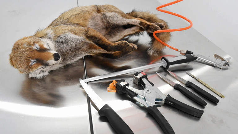 Ein tiefgefrorener Fuchs und Werkzeug liegen zur Bearbeitung des Tieres auf einem Tisch. Dem Fuchs wird das Fell abgezogen; Foto: dpa