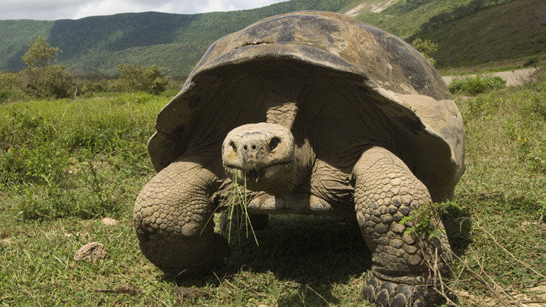 Auf den Galapagos-Inseln bewegt sich eine Riesenschildkröte auf einer Wiese, sie frisst Gras.