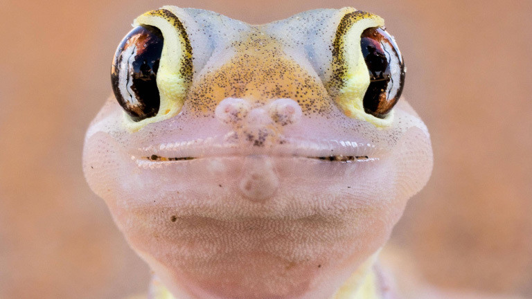 Ein Namibgecko schaut direkt in die Kamera. Es ist leicht rosafarben und hat große braun-schwarze Augen.
