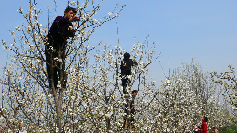 Опыляем вручную. Искусственное опыление цветов. Опыляем вручную. Искусственное опыление растений. Опыление арбузов и дынь в теплице.