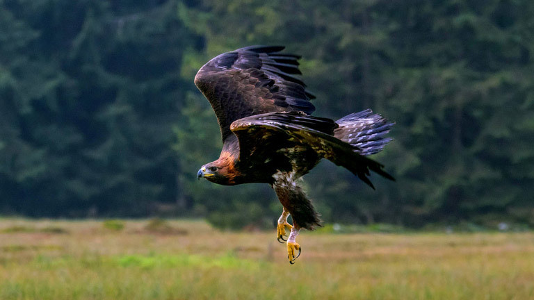 Ein Steinadler im Anflug