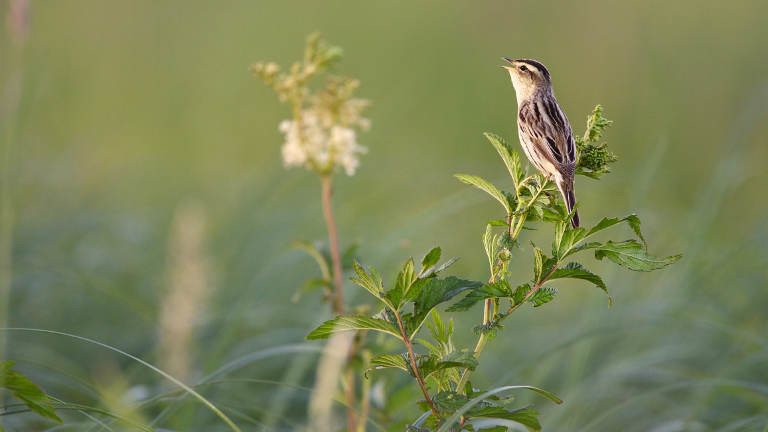 vogel des jahres 2021 alle durfen mitmachen dlf nova