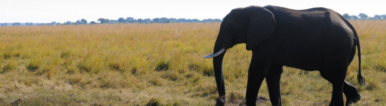 In aller Ruhe passiert ein Elefant zwei Flußpferde, die sich im Sumpfgebiet des Chobe Rivers im gleichnamigen Nationalpark im Schlamm suhlen, aufgenommen am 31.07.2015.