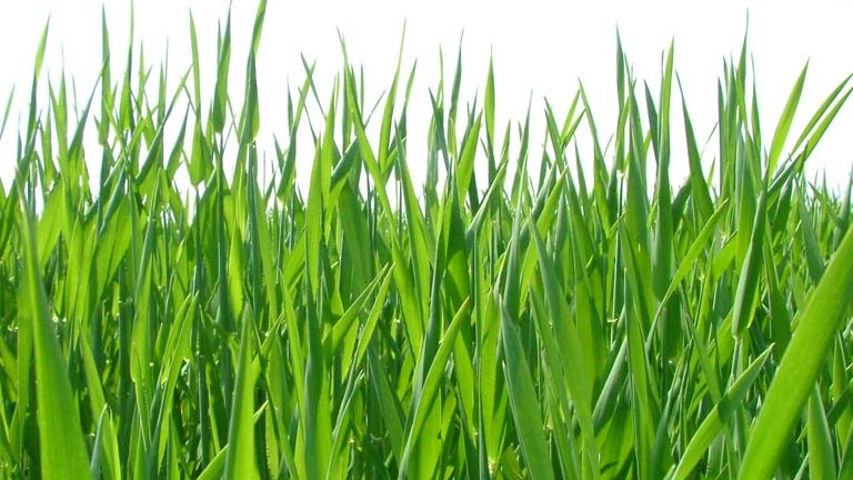 Gras: Was ihr schon immer über den Rasen im Stadion wissen wolltet