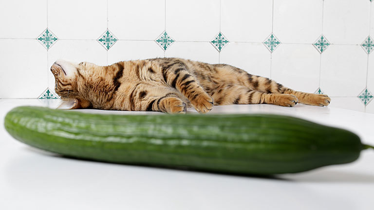 Kätzchen liegt ausgestreckt hinter einer Salatgurke