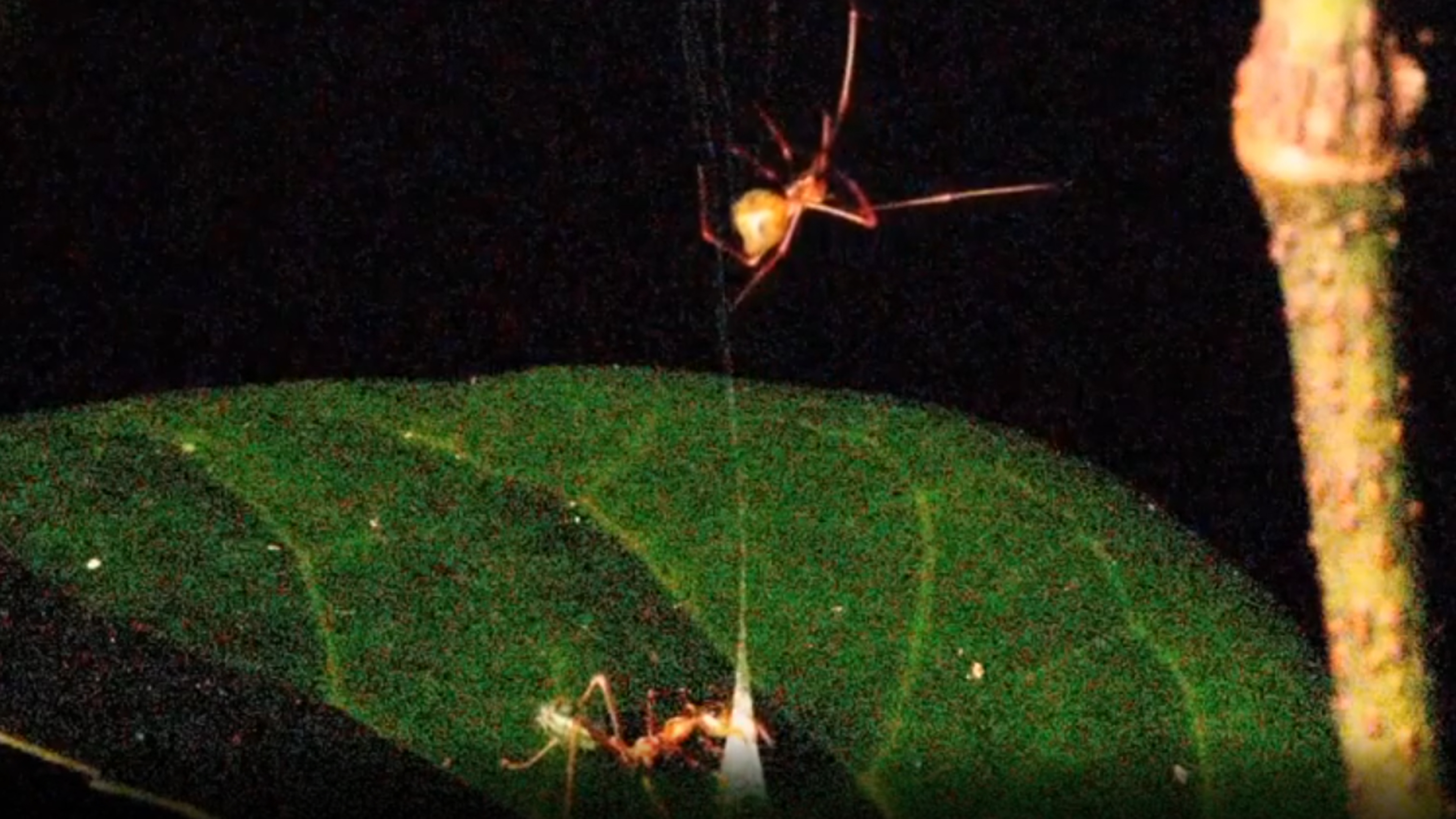 Ballista-Spinne fängt Asiatische Weberameise (Ausschnitt aus Video von Current Biology)