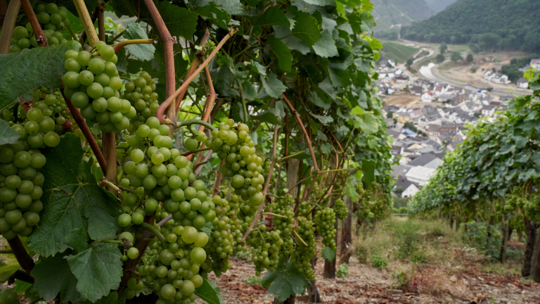 Vor der Weinlese: Weintrauben in den Weinbergen oberhalb von Dernau an der Ahr