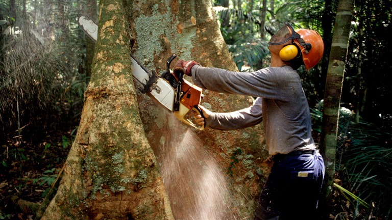 Ein Holzfäller fällt im Regenwald einen Baum.