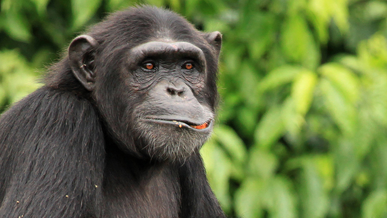 Foto eines Schimpansen, der in die Kamera guckt und etwas zu essen im Mund hat