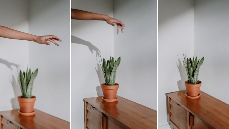 Zimmerpflanze und menschliche Hand