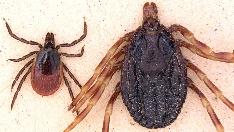 Holzbock und Hyalomma Zecke im Vergleich