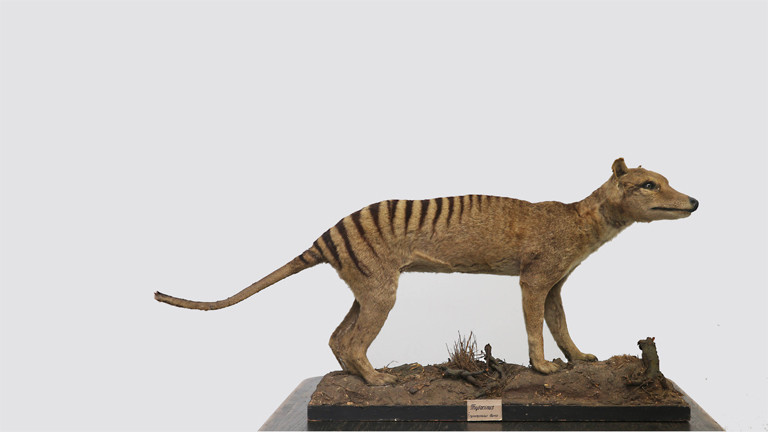 Beutelwolf Thylacinus cynocephalus , ausgestorben , das letzte bekannte Tier starb in der Nacht vom 6. auf den 7. September 1936 im Zoo Hobart , Tasmanien.