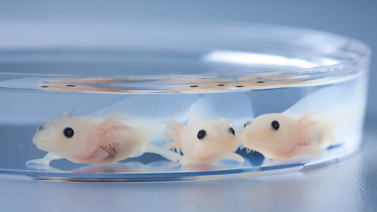 Update Gay Pride Trinkbrunnen Axolotl Dlf Nova