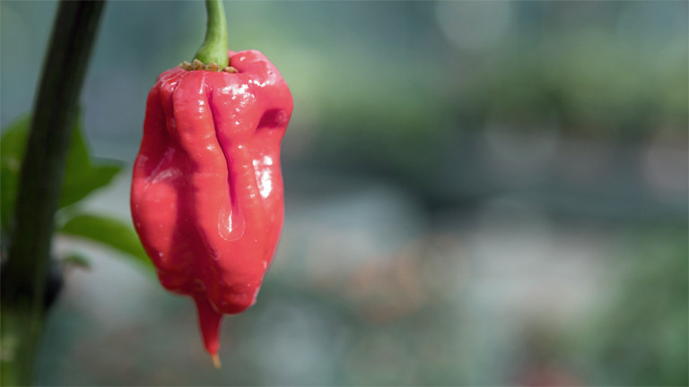 Eine sehr scharfe Frucht: Chili der Sorte Carolina Reaper