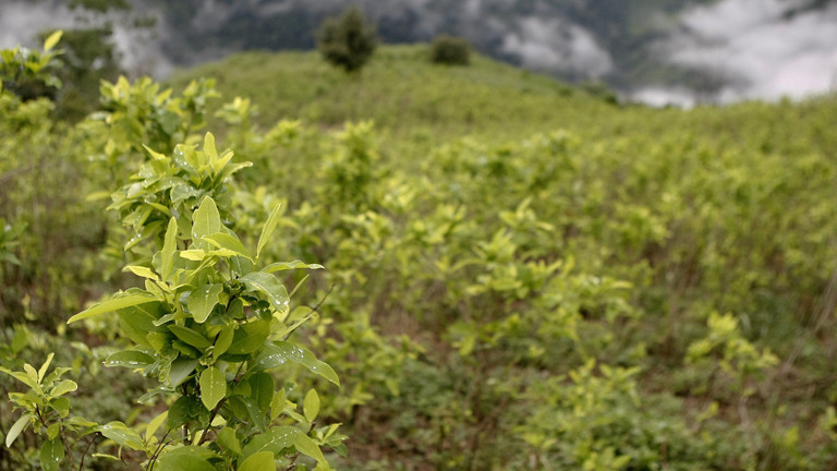 Coca-Feld in Kolumbien
