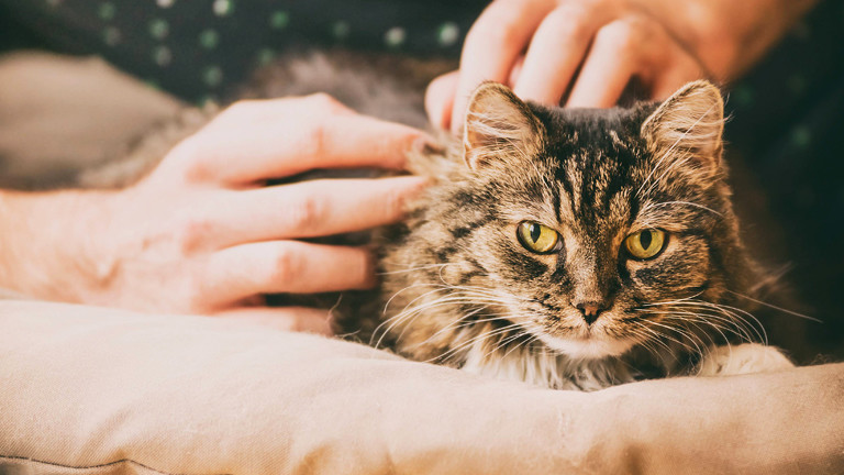 Mensch streichelt Katze