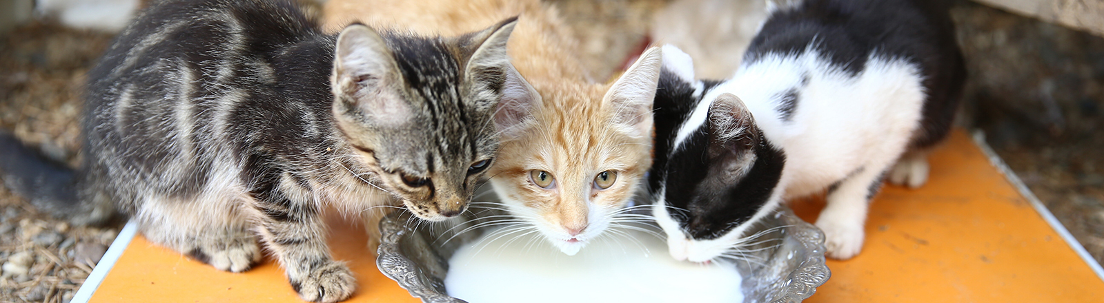 Katzen an einer Schüssel mit Milch