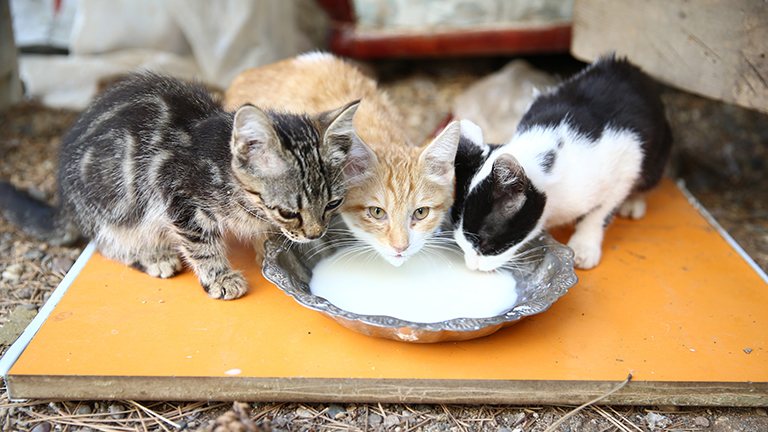Katzen an einer Schüssel mit Milch