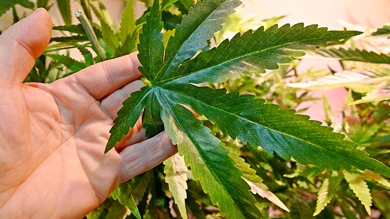 Eine Hand berührt ein Hanf-Blatt