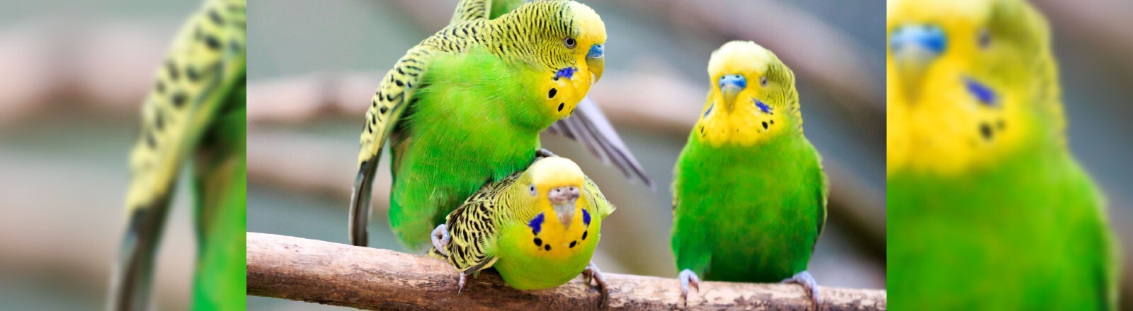 Zwei Wellensittiche kopulieren, während ein dritter zuschaut.