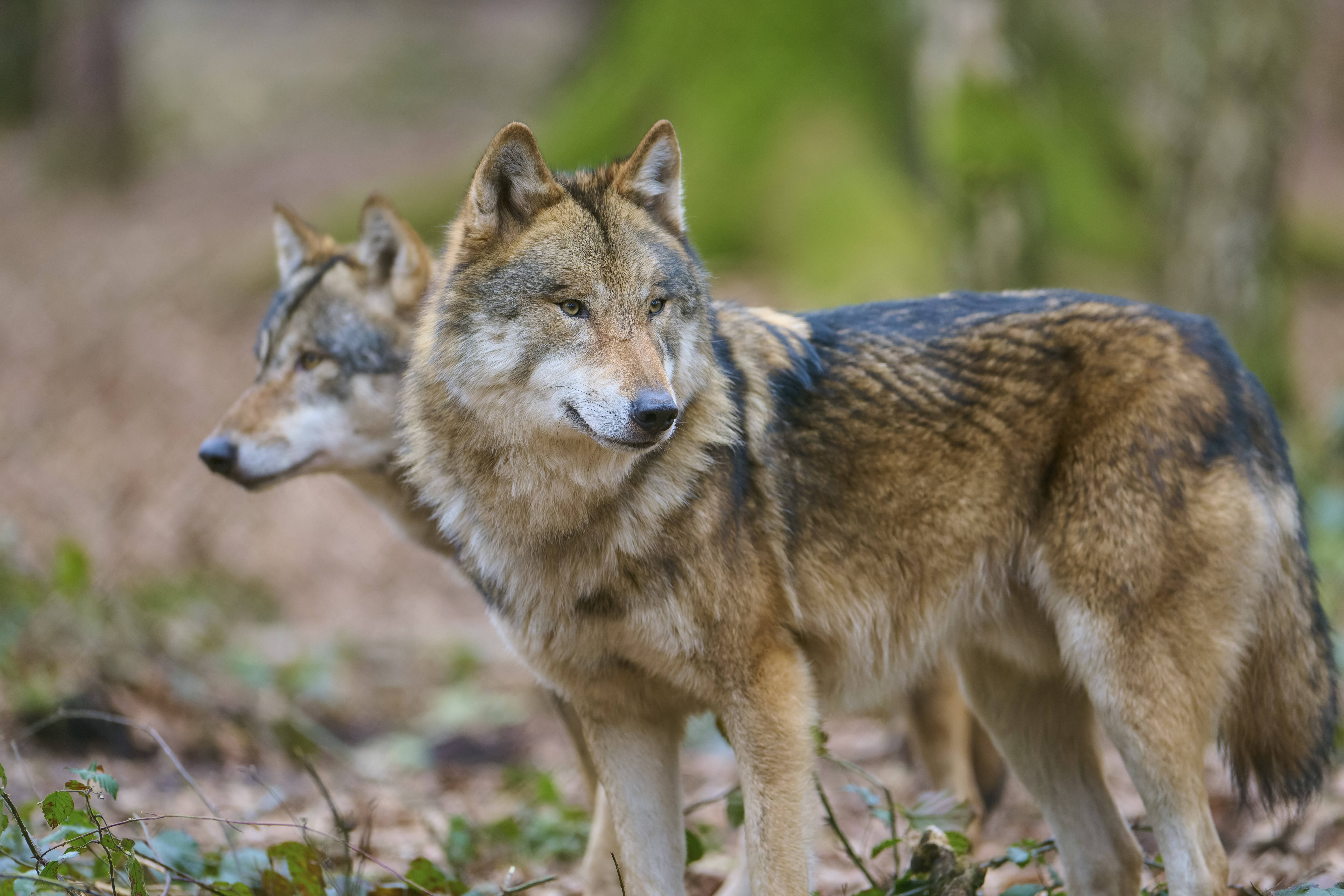 Zwei Wölfe im Wald mit dichtem braunem Fell, die aufmerksam in derselben Richtung schauen