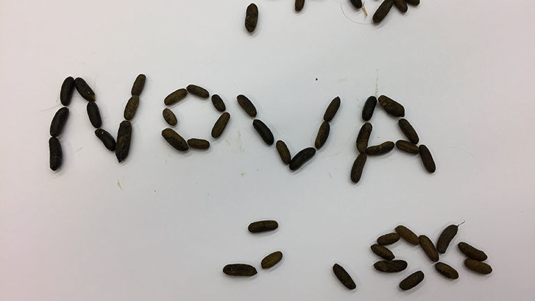 Das Wort "Nova" geschrieben mit Mereschweinchen-Kötteln.