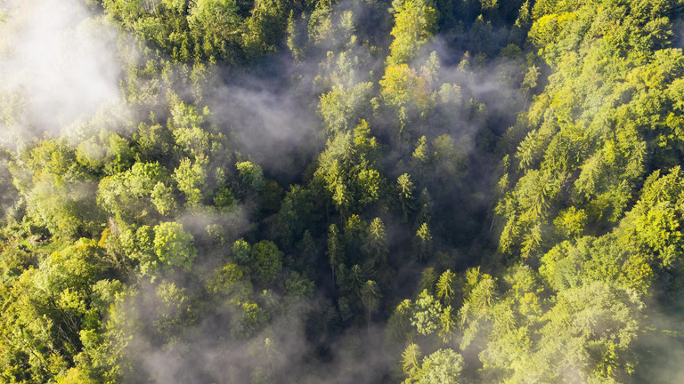 Wald von oben / Vogelperspektive