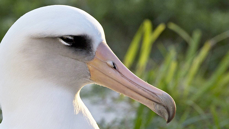 Albatros-Dame Wisdom (Foto von 2014)