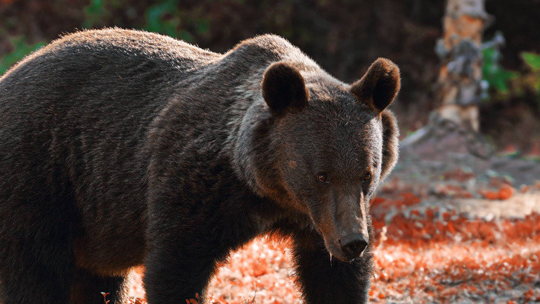 Wie Viel Wiegt Ein Grizzlybär